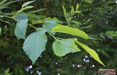 5.	Csodasövény levele közelről, amely üde zöld és cakkos szélű