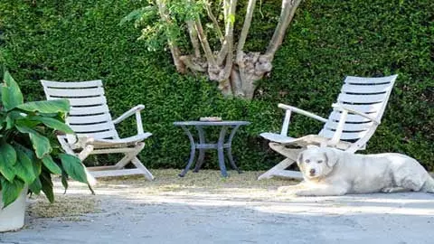 Két fotel kutyával, mögötte sövényfal